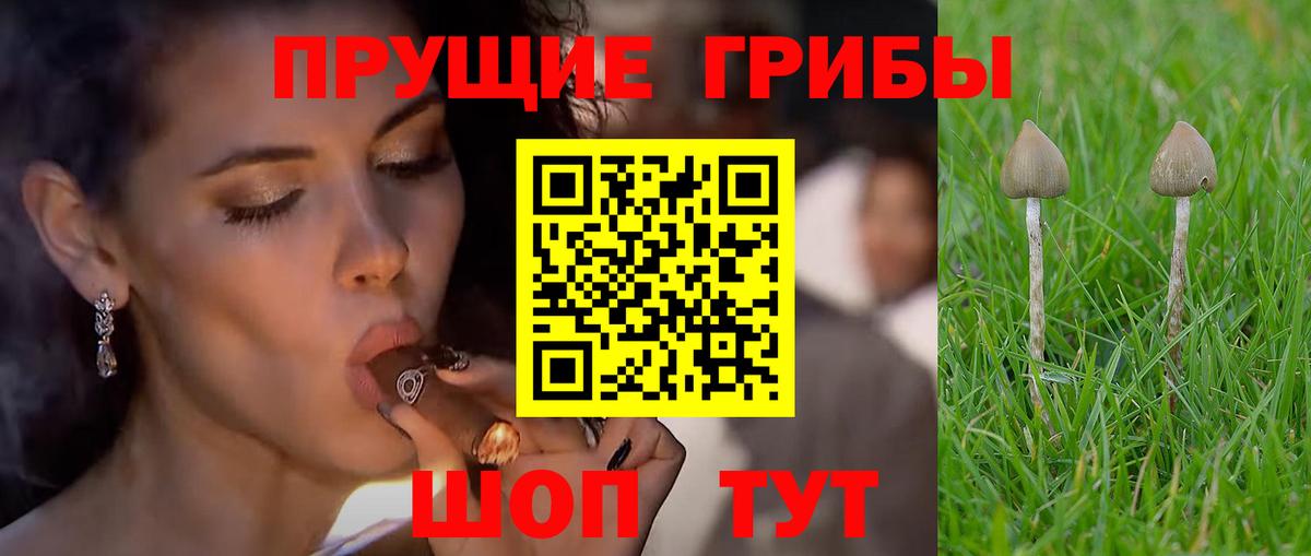 Галлюциногенные грибы GOLDEN TEACHER  Вход с VPN  Орехово-Зуево 